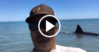 Encuentran un enorme tiburón blanco en una playa de California