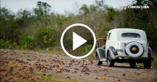El impresionante viaje de cangrejos hacia la Bahía de Cochinos