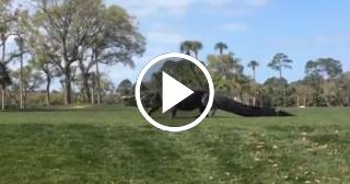 Cocodrilo gigante irrumpe en un campo de golf en EE.UU