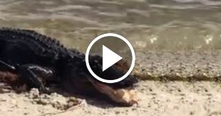 Capturan a un cocodrilo de la playa en Key Biscayne