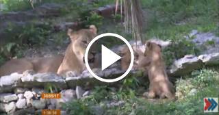Crece la población del Jardín Zoológico de La Habana