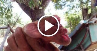 Vuelve a ocurrir: Nace un cerdo con cara de mono en Cuba