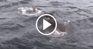 El increíble rescate de un elefante perdido en alta mar