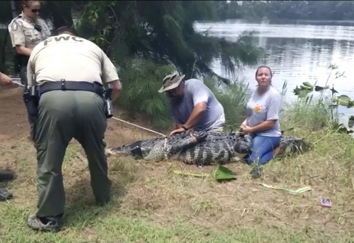 Encuentran un brazo dentro del cocodrilo que arrastró a una mujer a un lago  en Florida