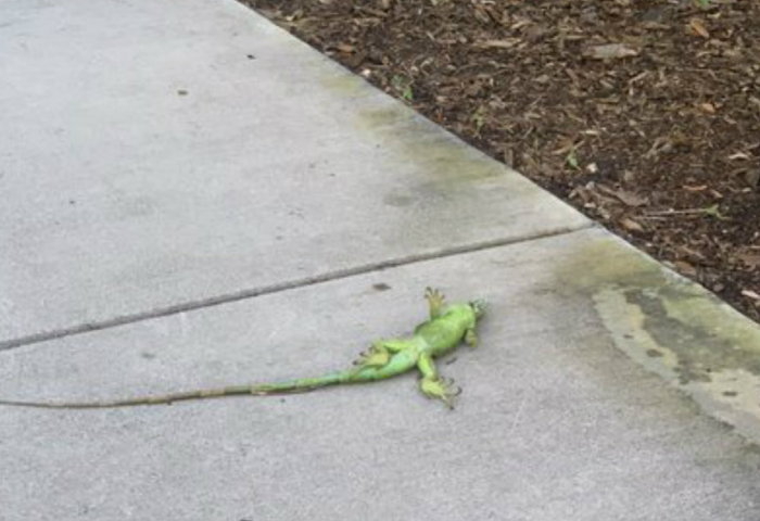 El frío en la Florida hace caer a las iguanas de los árboles, alerta el  Servicio Meteorológico Nacional
