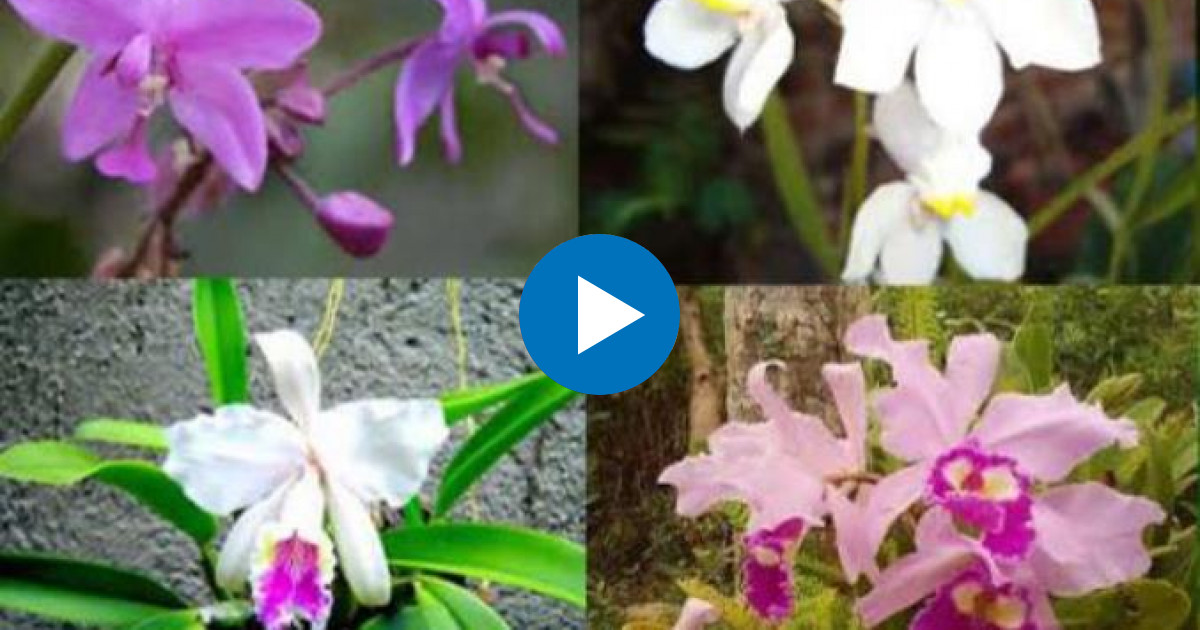 Jardín Quinta de los Molinos recibió singular Festival de las Orquídeas