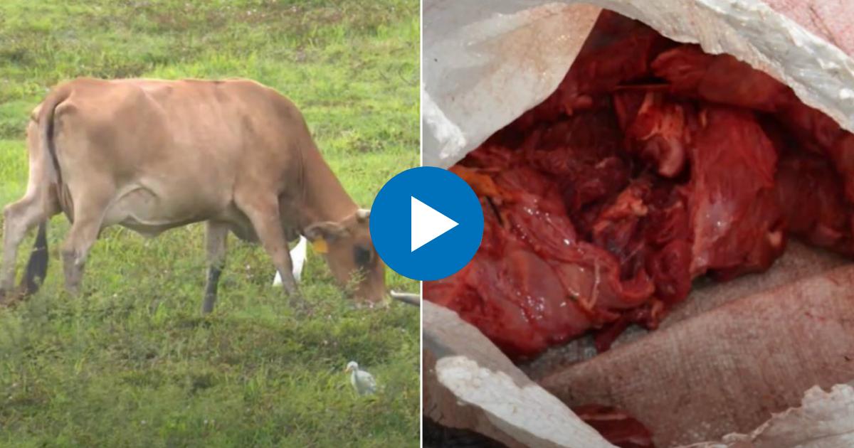 Vaca (i) y Parte de la carne de res decomisada por la policía en Mayabeque (d) © Collage YouTube/screenshot-Canal Caribe