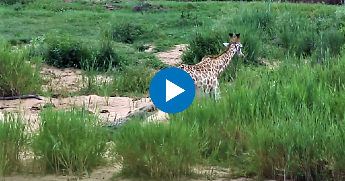 Una jirafa sobrevive al ataque de un cocodrilo pero acaba devorada por  leones