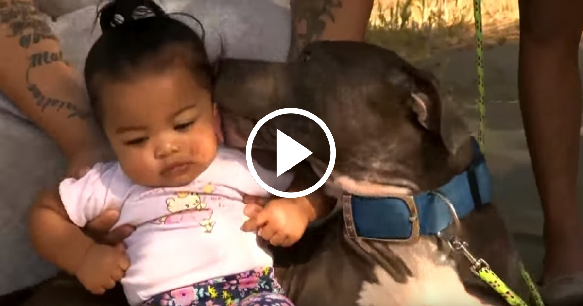Cachorra De Pitbull Agarra A Una Bebe Por El Panal Para Salvarla De Un Incendio