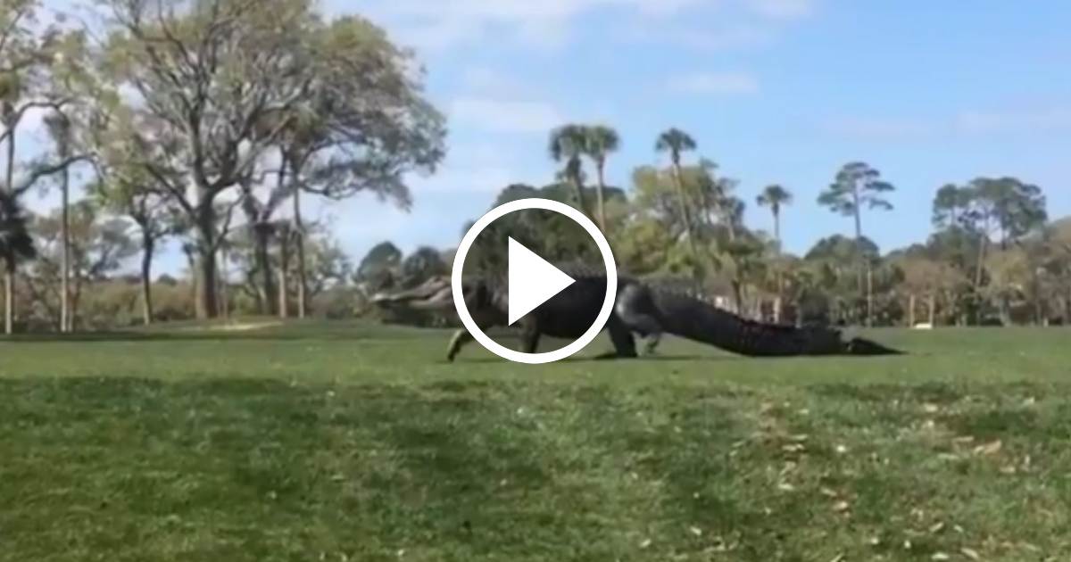 Cocodrilo gigante irrumpe en un campo de golf en EE.UU - CiberCuba - CiberCuba