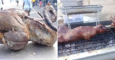 Asan avestruz y jutía en feria de Fin de Año en Santiago de Cuba