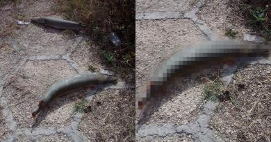 Dos manjuaríes aparecen muertos en una calle del Vedado Habanero
