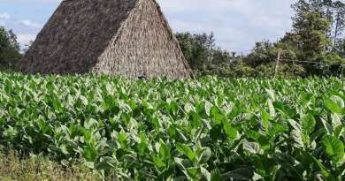 Cuba reduce en un 20 por ciento áreas destinadas a la siembra de tabaco
