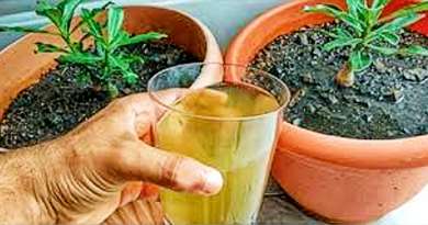 Prensa oficialista sugiere fertilizar cultivos con orina como alternativa a los abonos químicos