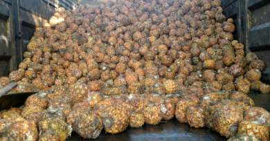Cientos de kilos de piña se pudren en fábrica de conservas de Ciego de Ávila 