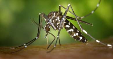 Desarrollan en Cuba tira reactiva para detectar dengue en medio de aumento de la enfermedad