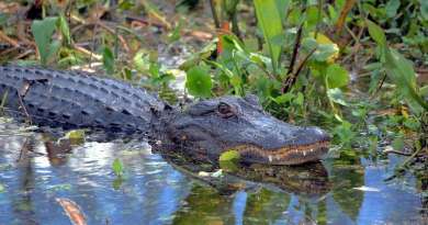 Anciana de Florida muere al caer en un estanque y ser arrastrada por dos caimanes