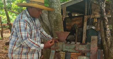Campesino cubano produce aceite de ajonjolí
