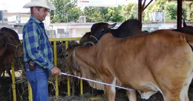 Gobierno cubano sancionará a ganaderos con decomisos y multas de hasta 20 mil pesos 