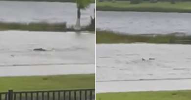 Ian no solo trae vientos y lluvias: Captan a tiburón nadando en calle de Fort Myers