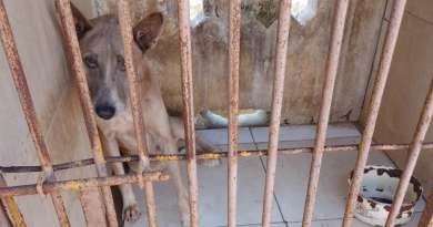 Perro con rabia ataca a una persona y a otros animales en La Habana 