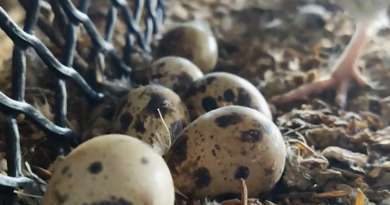 Codornices y gallinas rústicas: La solución para la falta de huevo en Sancti Spíritus