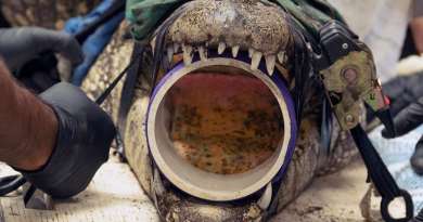 Veterinarios del Zoológico de Miami buscan restos de plástico en el interior de dos cocodrilos cubanos
