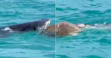 VIRAL: Pescador capta cómo tiburón intenta comerse una tortuga en aguas de Miami