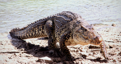 El cocodrilo cubano: el más inteligente de los animales de su especie