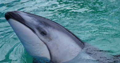Trasladan con éxito al delfín Li'i de Miami a SeaWorld en San Antonio