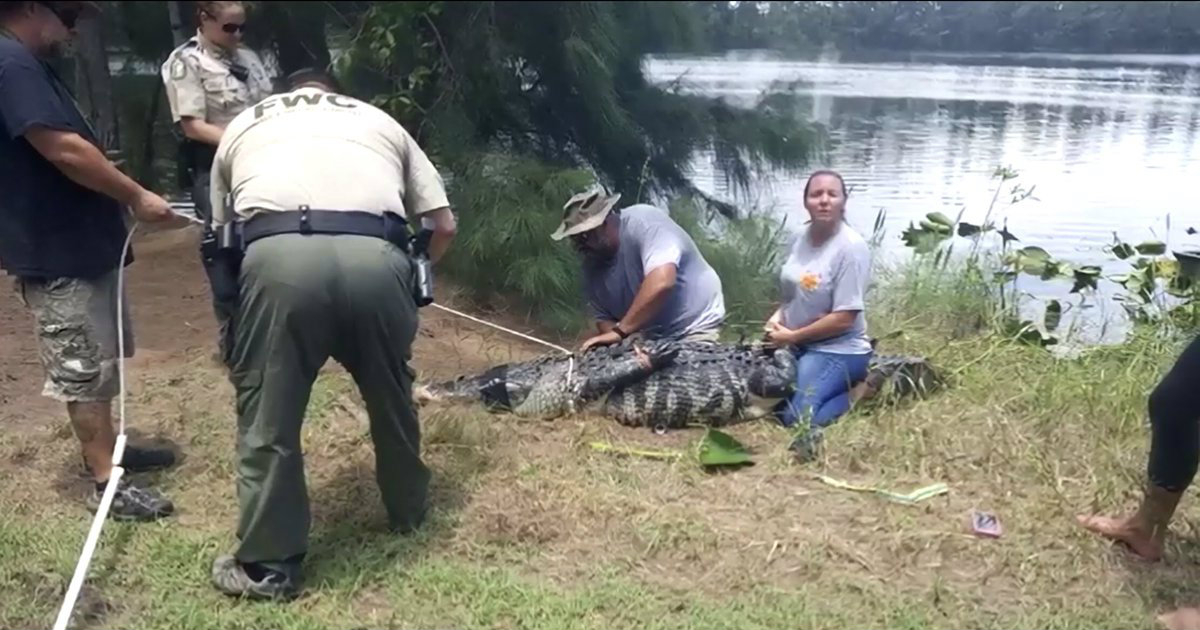 Encuentran un brazo dentro del cocodrilo que arrastró a una mujer a un lago  en Florida