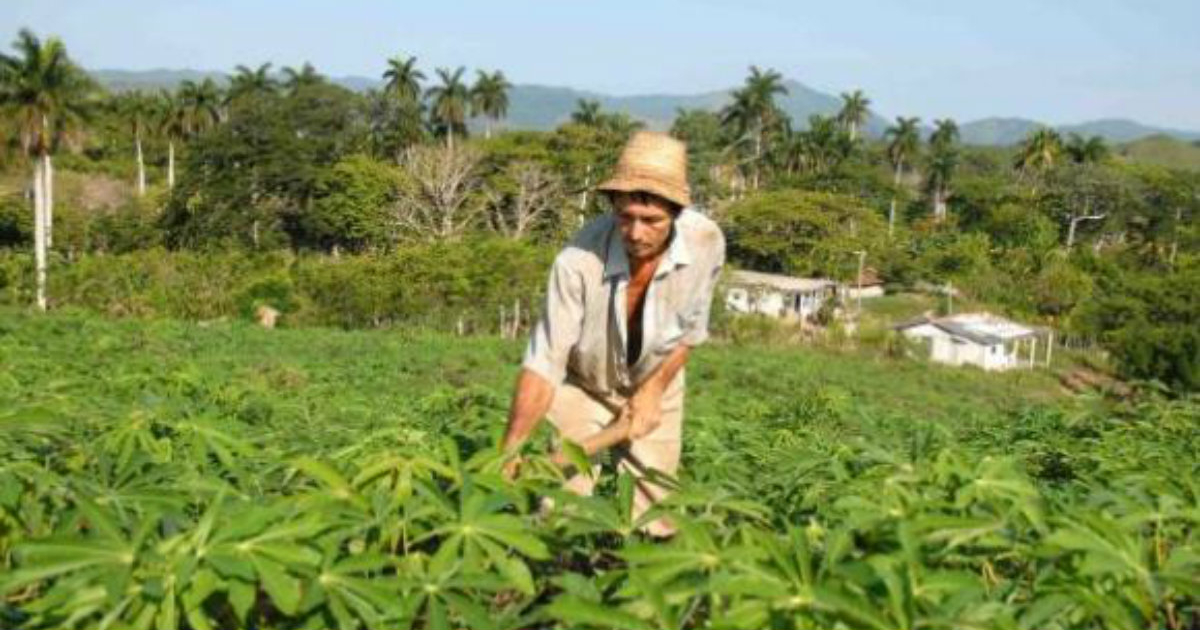 La Fórmula Del Gobierno Cubano Para Impulsar La Producción Agropecuaria ...