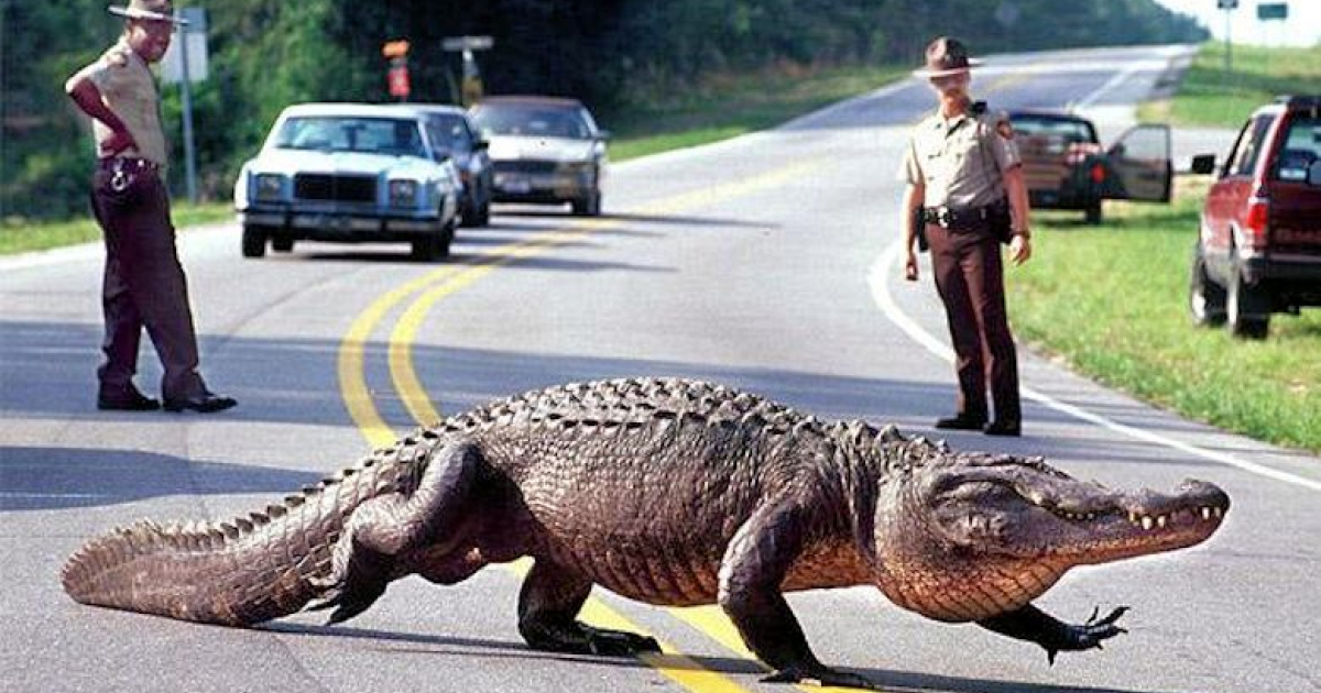 Un cocodrilo ataca a un hombre en Delray Beach, Florida
