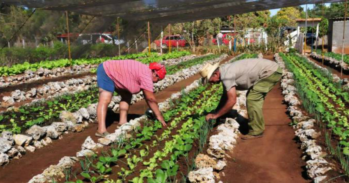 Llaman a sembrar en el patio de las casas "para rescatar la agricultura