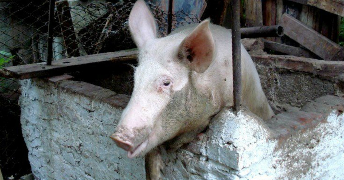 en cuanto tiempo puedo engordar un cerdo en cuanto tiempo puedo engordar un cerdo