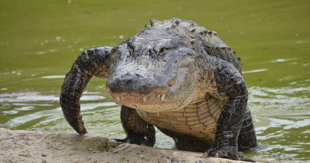 Encuentran partes de una persona dentro de un cocodrilo en Florida