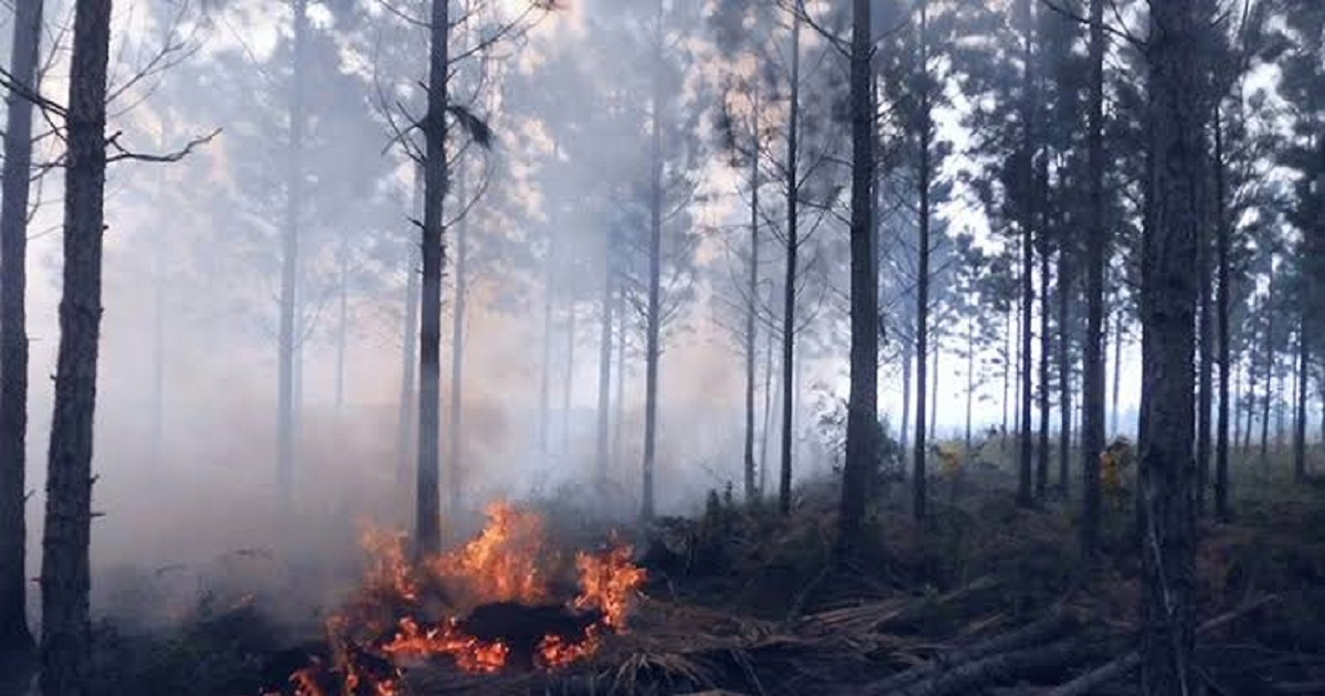 Incendios forestales en Cuba © Periódico Vanguardia