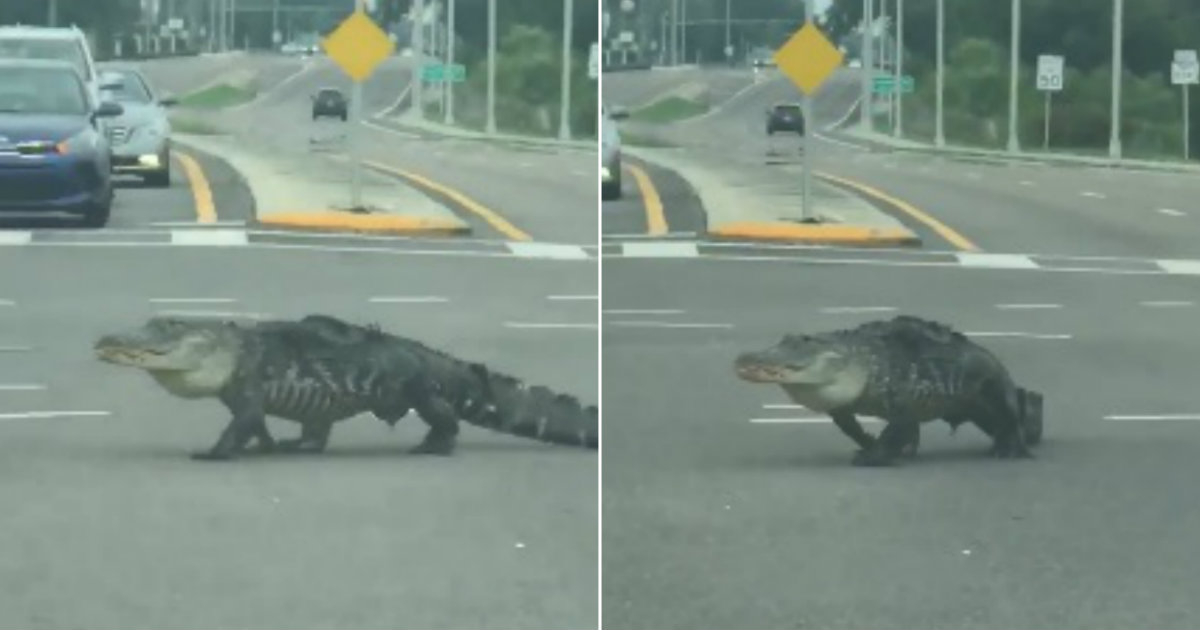 Solo en Florida: Un enorme alligator cruza una transitada calle a plena luz  del día