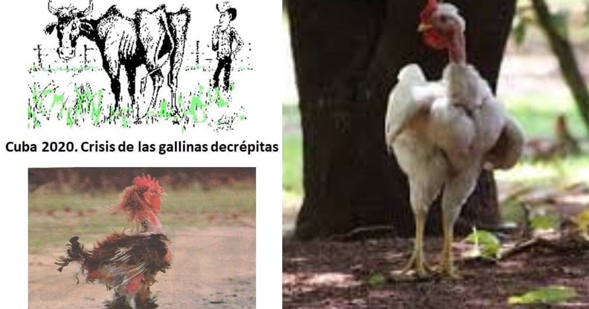 Los memes de las "gallinas decrépitas" comienzan a circular en las