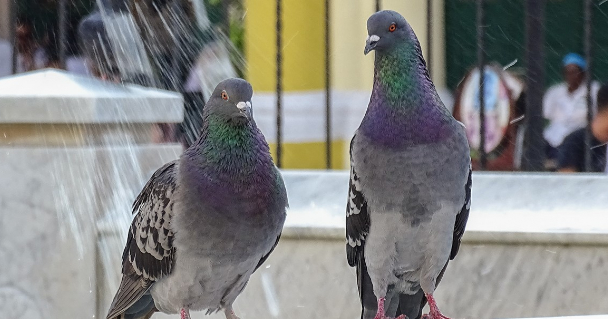 Cubanos recurren a la cría de palomas como escape ante la pandemia del