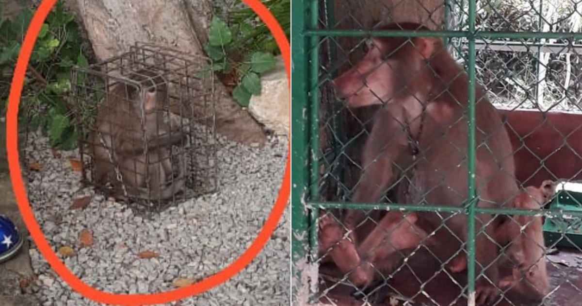 Monos sometidos a pésimas condiciones de vida © Collage Facebook/Cuba contra el Maltrato Animal