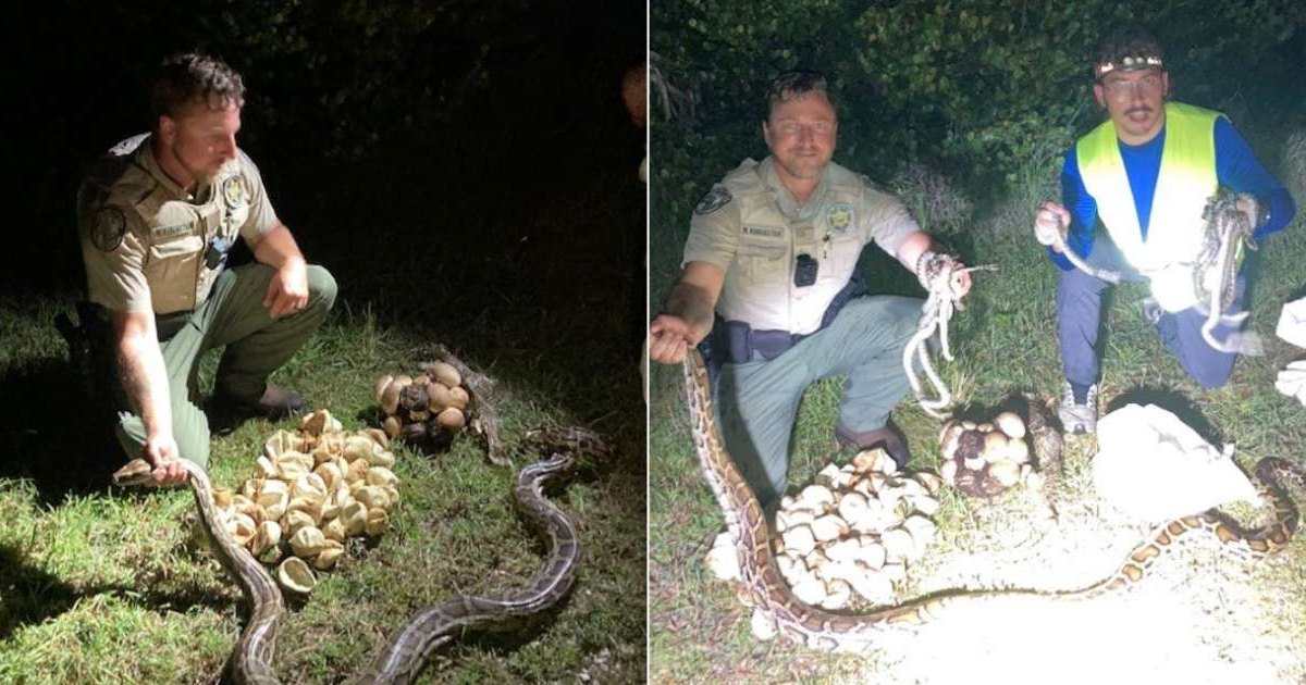 Capturan dos pitones birmanas llenas de huevos y 18 crías en el sur de