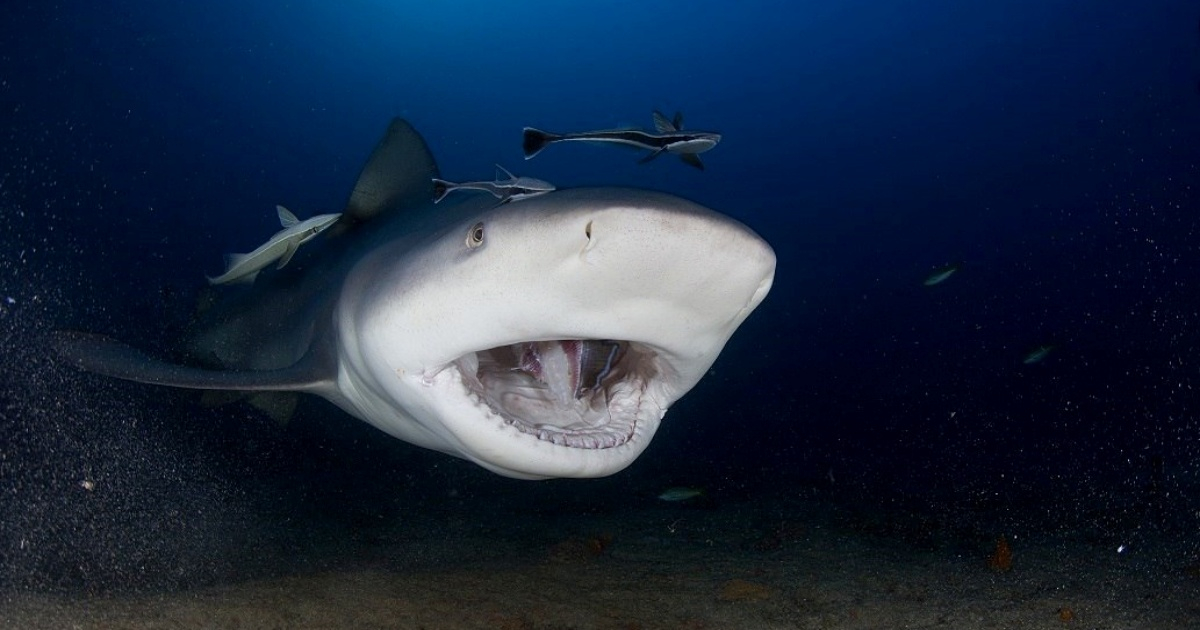Tiburones amenazados por pesca ilegal © Facebook/Naturaleza secreta