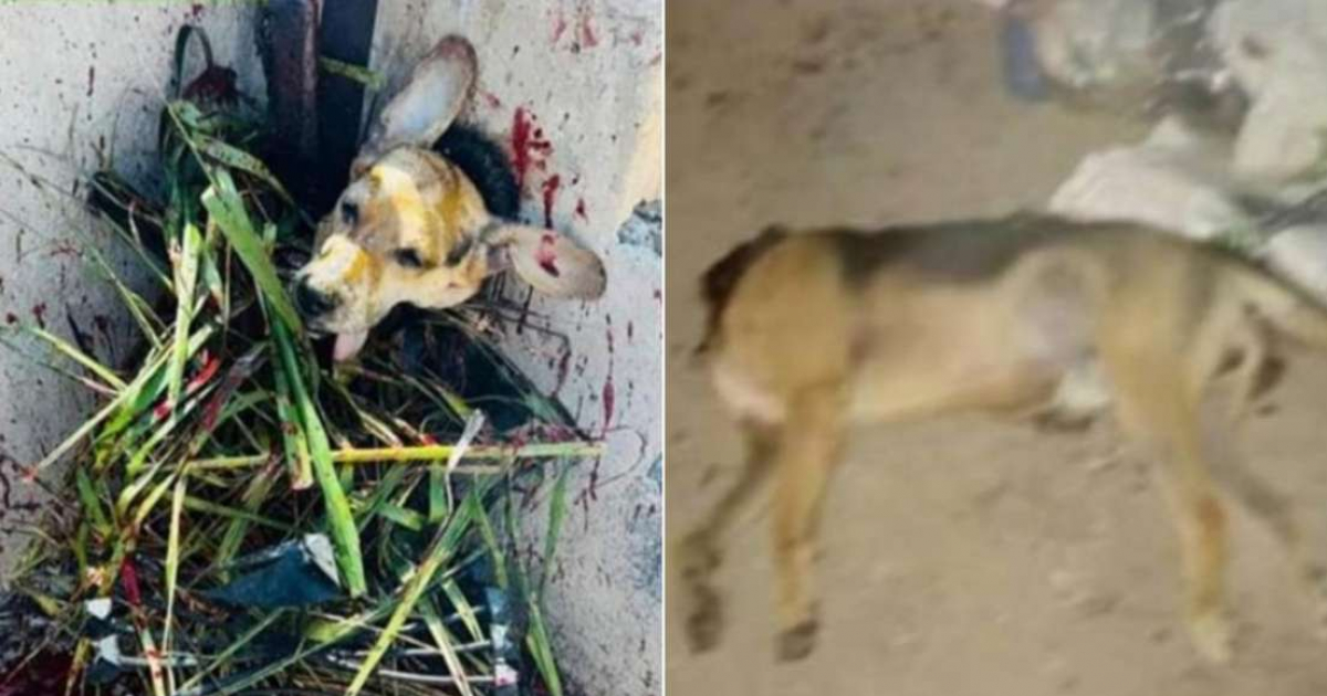 Perro decapitado en Cuba © Yenney Caballero / Facebook