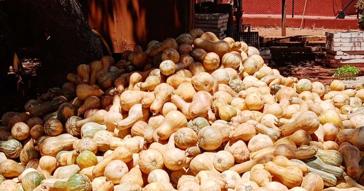 Cuban farmer loses entire squash crop