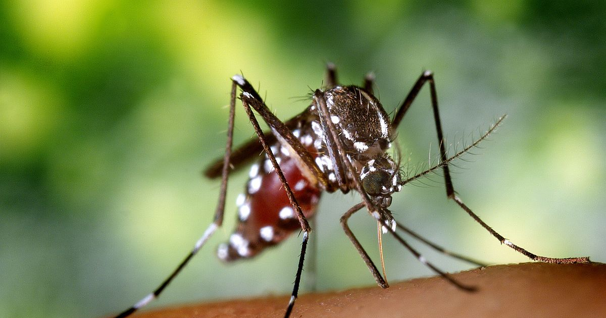 El Virus Zika llega a "una etapa superior": se puede adquirir a través del sexo oral