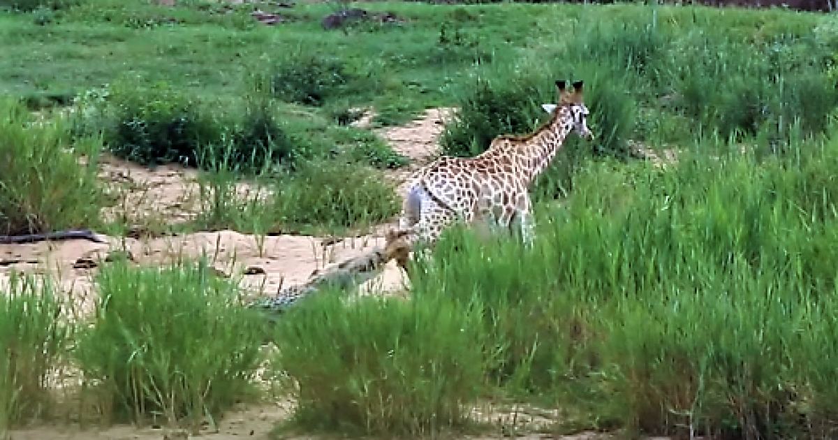 Una jirafa sobrevive al ataque de un cocodrilo pero acaba devorada por  leones